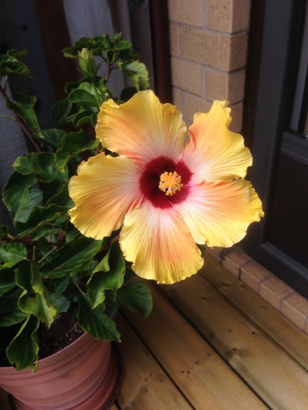 hibiscus