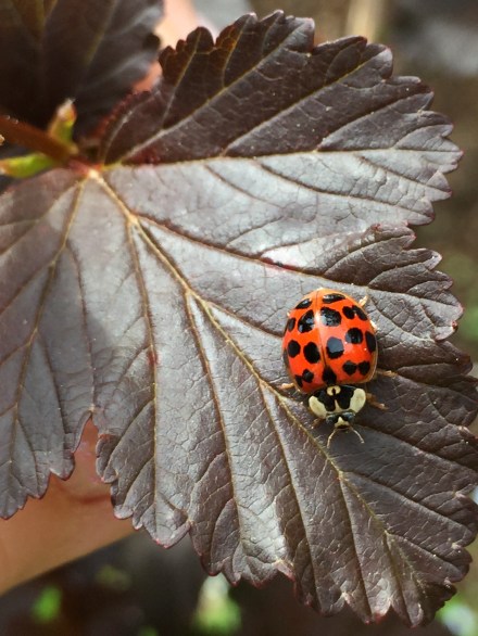 ladybug