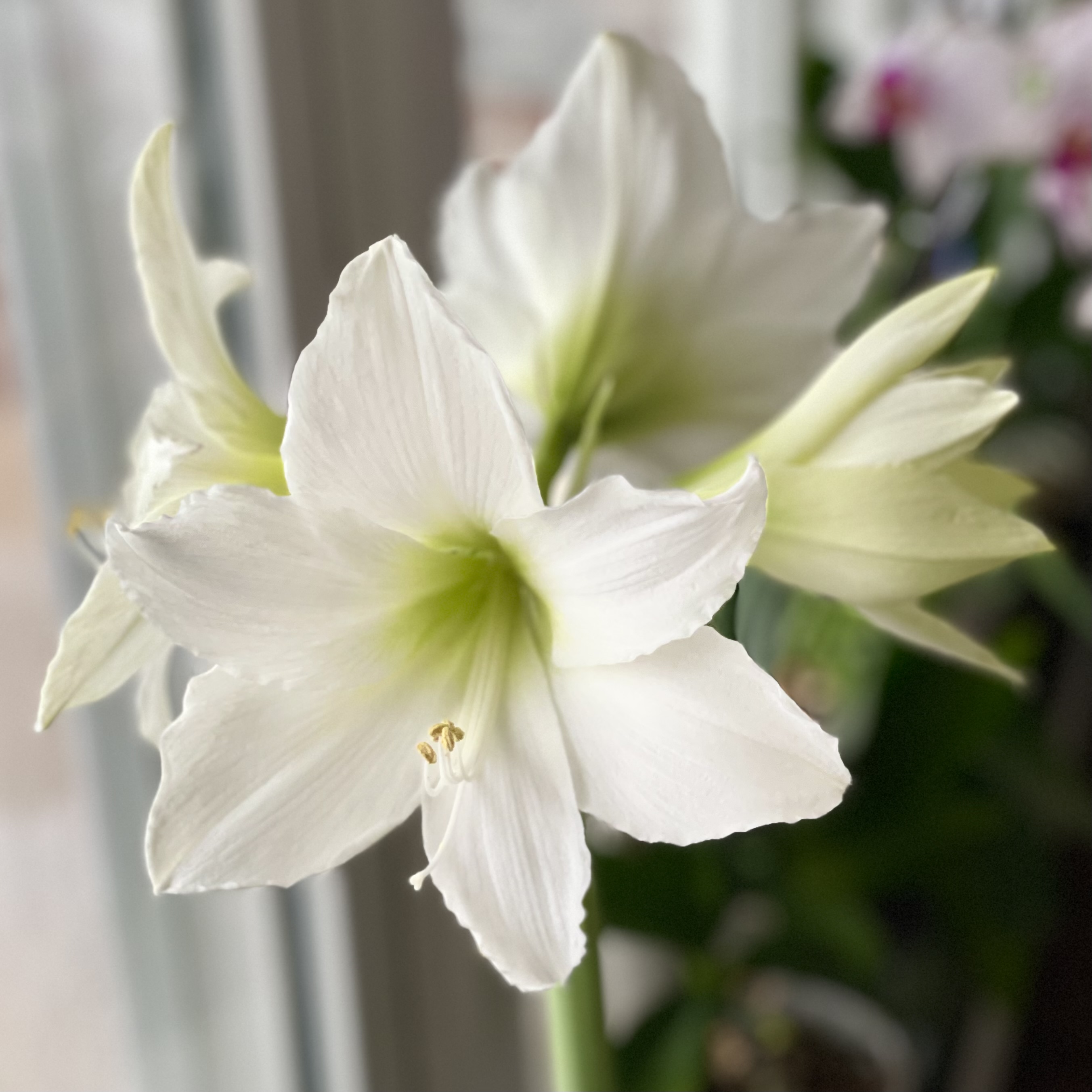 White Amaryllis | jmn